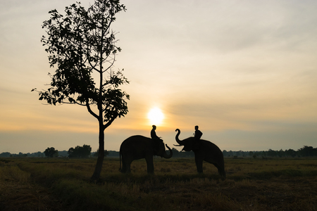 Thai elephant silhouette under the tree at Surin, Thailand.の写真素材