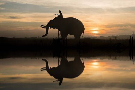 Elephant silhouette during sunset at Surin, Thailand.の写真素材