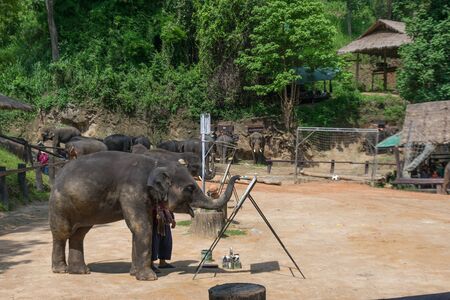 Elephant Painting at Elephant camp, Chiangmai, Thailand.のeditorial素材