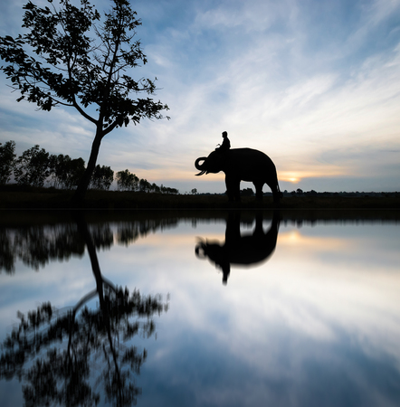 Elephant and man silhouette in the morning.の写真素材