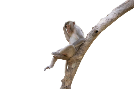 Monkey live in nature tropical forest, Thailandの写真素材