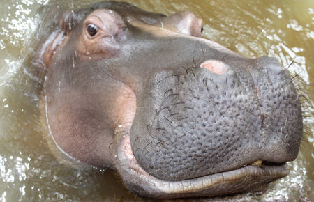 Hippopotamus.