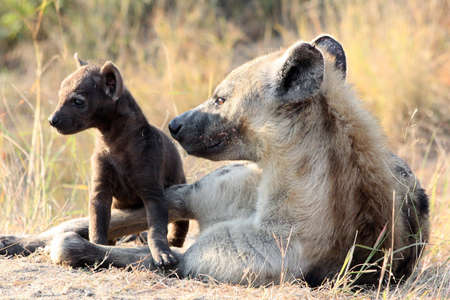 Hyena and its youngの写真素材