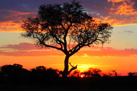 A tree taken at sunset in the Kruger National Park South Africa. の写真素材