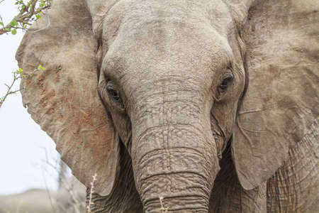 Elephant headの写真素材