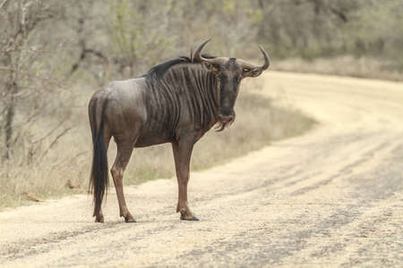 A blue wildebeast looking at me の写真素材