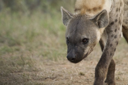 A stunning hyena taken while on safari in South Africa.の写真素材