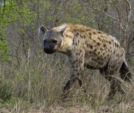 A spotted hyena in the bush.の写真素材
