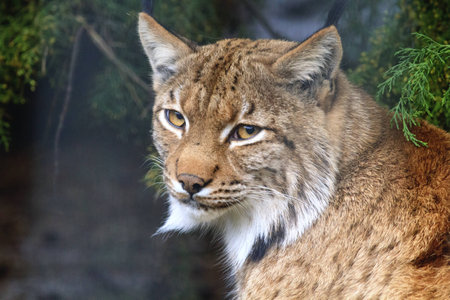 A stunning carpathian lynx head shot.の写真素材