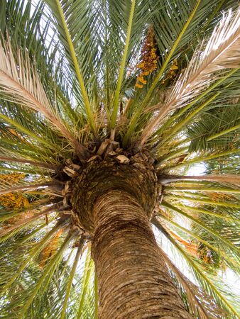 Upward view of palm treeの写真素材
