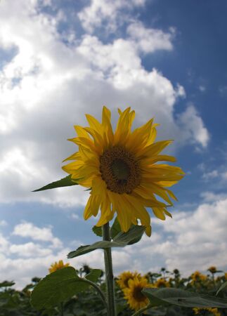 A sunflower against a blue and cloudy skyの写真素材