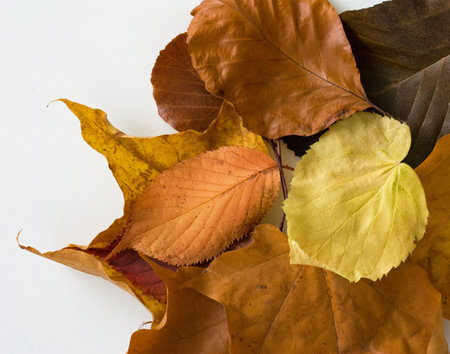 Autumn leaves on white with copyspace