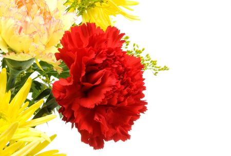 Red carnation with white copy spaceの写真素材