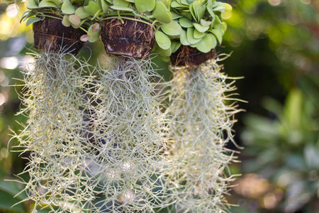 group of Spanish Moss plant in coir