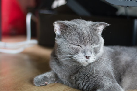 cat british short hair lay down and sleeping