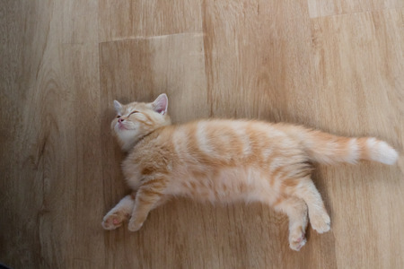 yellow kitten sleeping on wood backgroundの写真素材