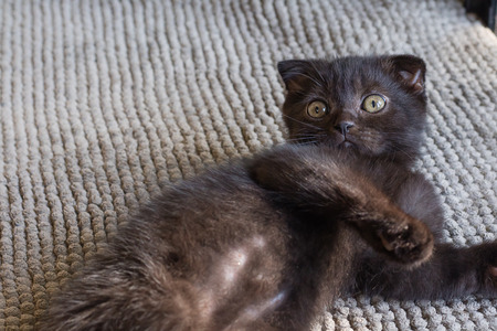 black cat kitten sleeping and act shock,eye  bulgeの写真素材