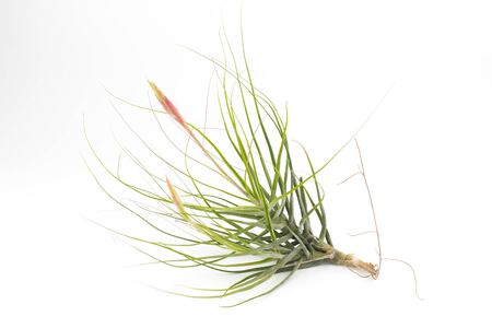 air plant Tillandsia isolated white backgroundの写真素材