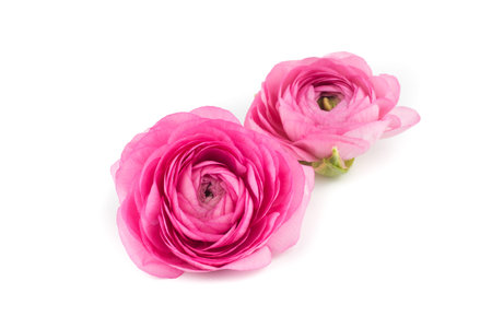 Ranunculus flower isolated white background