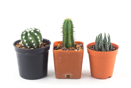 Cactus isolated white background,Cute mini cactusの写真素材