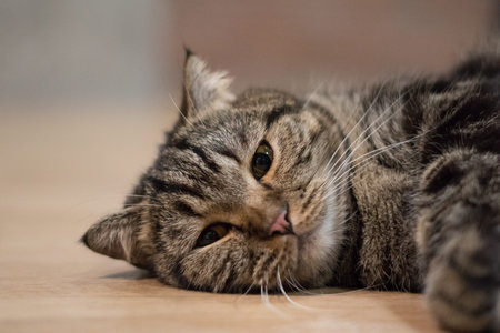 lovely cat american short hair sleeping on wood textureの写真素材