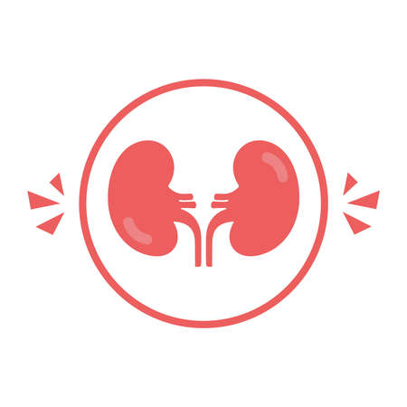 Kidney icon vector. Urology design template. Kidney organ glyph icon. Vectorのイラスト素材