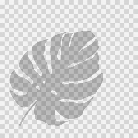 Vector transparent palm leaves overlay. Palm shadow overlayのイラスト素材
