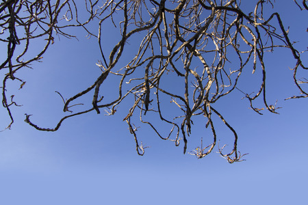 Dead tree on blue skyの写真素材
