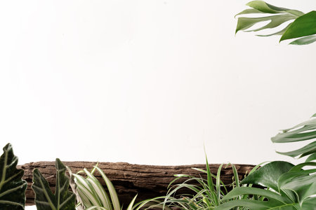 Wooden product display podium with nature leaves ornamental plantの写真素材