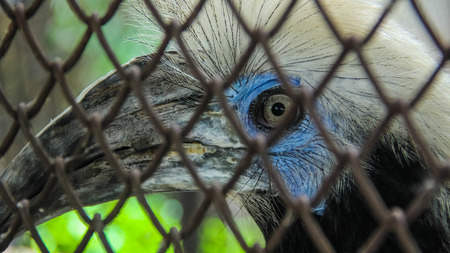 An eye of a hornbill behind the cageの写真素材