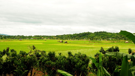 Thailand rice field with banana trees with blue skyの写真素材
