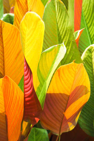 close up colorful leaf in gardenの写真素材