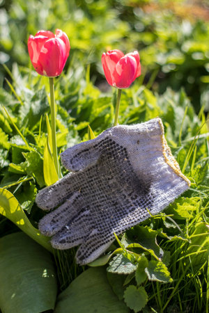 the tulips in the garden work glove