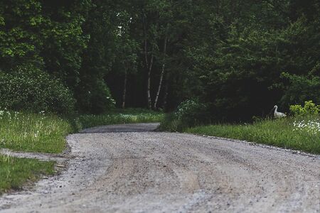 The path through the woods, fields and housesの写真素材