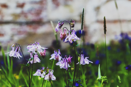 Summer solstice blooms in the meadow grassの写真素材