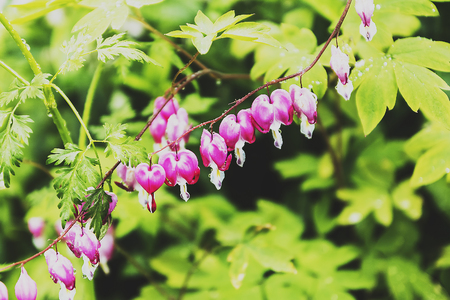 Summer solstice blooms in the meadow grassの写真素材