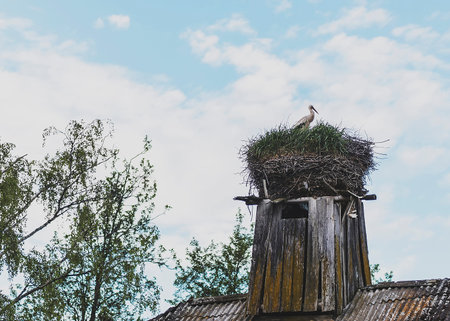 A stork with two birds on the roofの写真素材