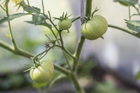 at the bottom of the garden grows vegetablesの写真素材