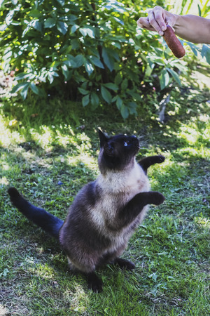 women hand give the cat a sausageの写真素材