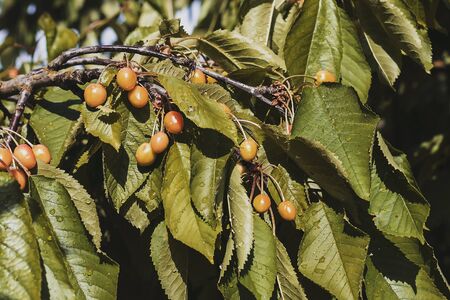 green cherry tree will ripenの写真素材