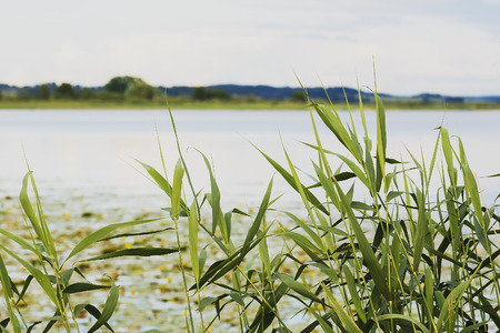 The beautiful yellow water lilies bloom on a lakeの写真素材