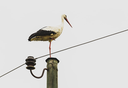 stork sits on a post on one legの写真素材