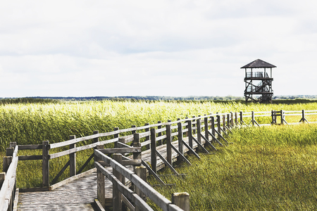 a wooden dock on the lake side of the tree view towerの写真素材