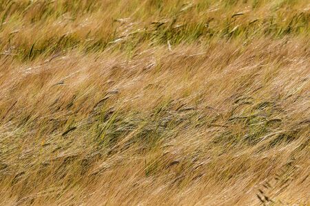 The beautiful Latvian fields with gravel roads and hay rollsの写真素材
