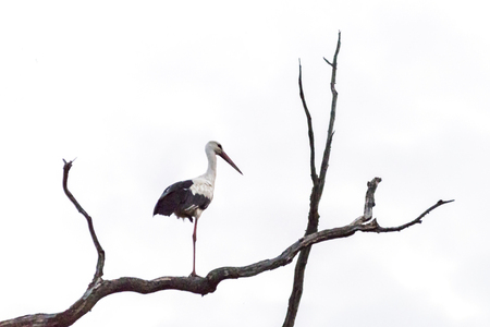 two storks sits on an old dead tree on a white backgroundの写真素材