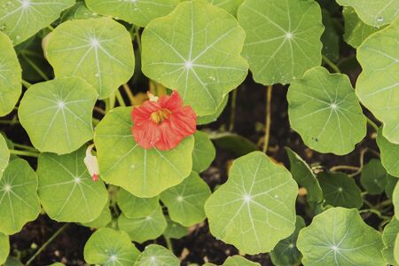 Beautiful, colourful flowers bloom in the fields and in the gardenの写真素材