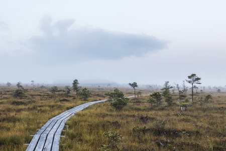 The sun Latvia.Dunikas swamp and mist risesの写真素材