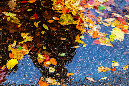colored autumn leaves in waterの写真素材