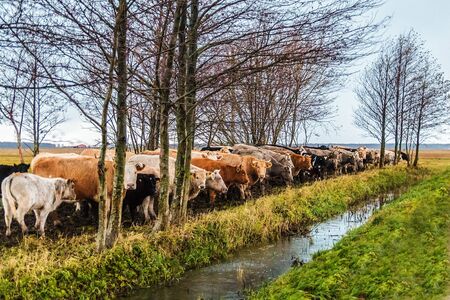 the cows were lined up at the ditch with waterの写真素材