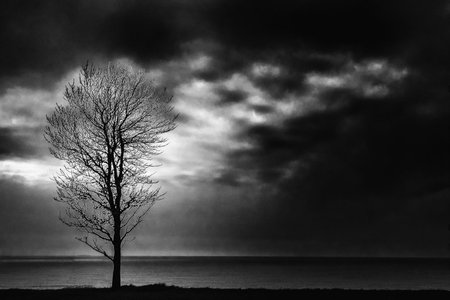 A lone tree stands on the beach with large clouds
